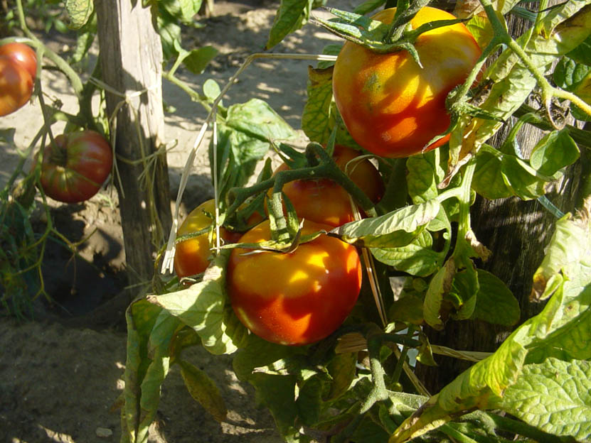 Les Tomates Rouges de Roland Robin.